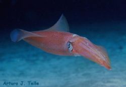 Squid. Taken during a night dive in the northwest of Gran... by Arthur Telle Thiemann 